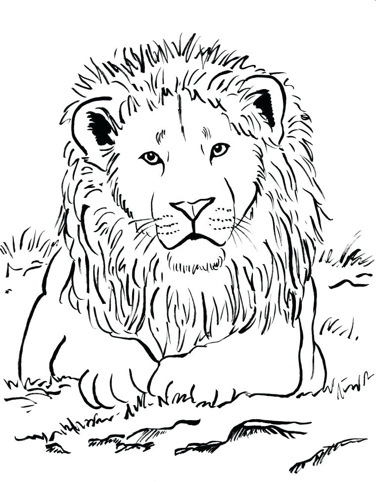 760x974 Simple Lion Coloring Pages Print Coloring Pages