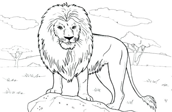 600x393 Simple Lion Coloring Pages Print Standing On A Rock Page Color