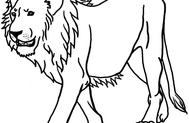 650x425 Lion Drawings For Kids Drawn Lion Simple Pencil And In Color Drawn