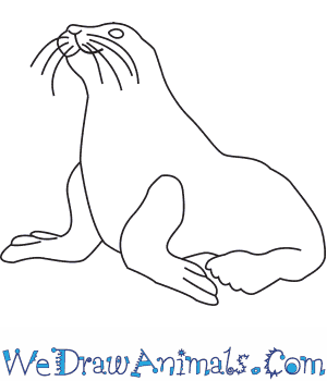300x350 How To Draw A Steller Sea Lion