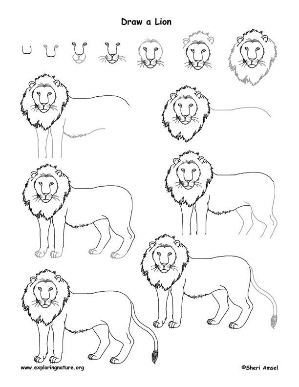 612x792 Lion Drawing For Kids Step By Step