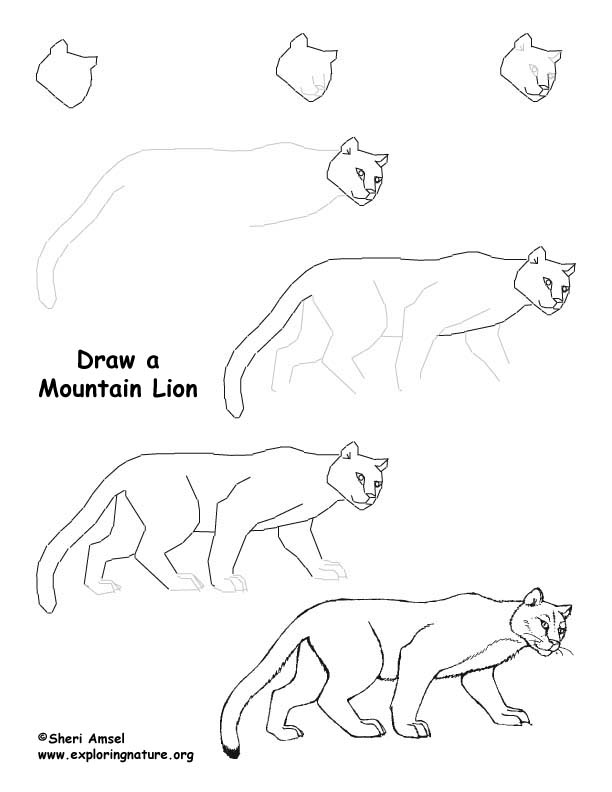 612x792 Lion Drawing Lesson