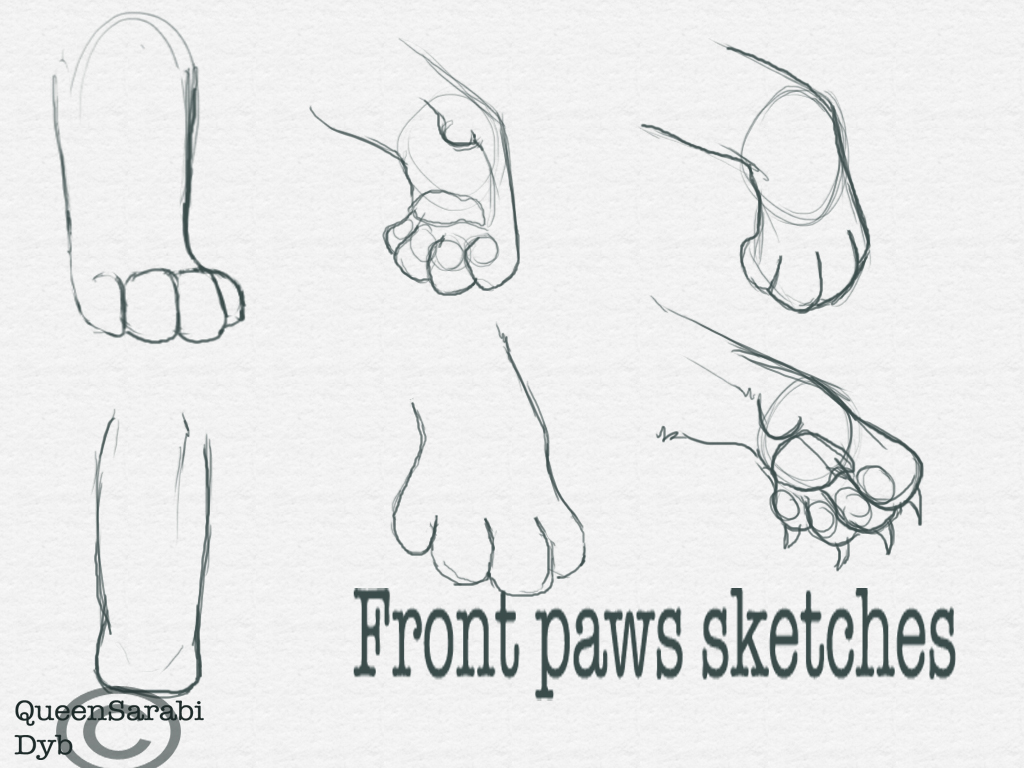 1024x768 Front Paws Sketches By Dyb