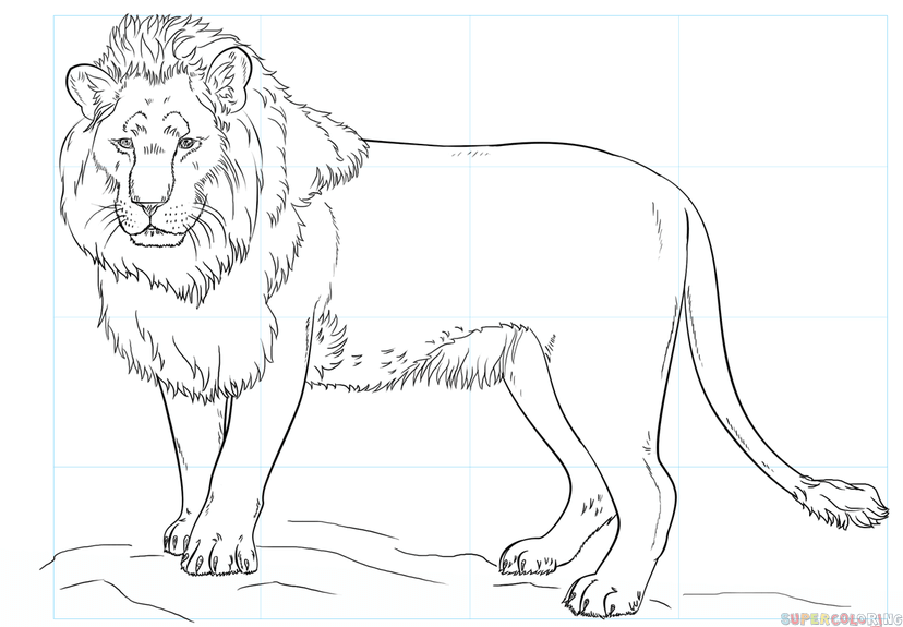 828x575 Lion Images For Drawing Allofpicts