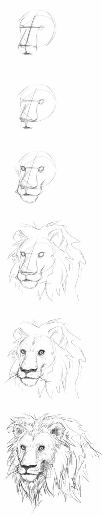400x2028 How To Draw A Lion Head Step By Step
