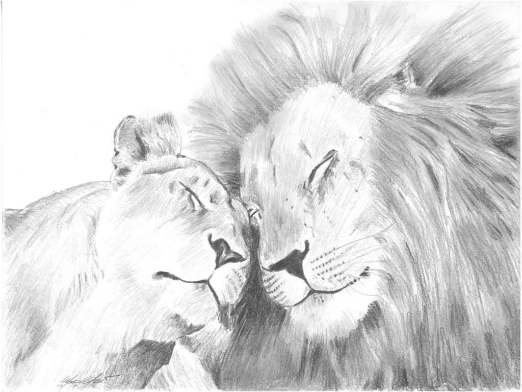 1024x768 Loving Lion Pair By Mozer1a0x