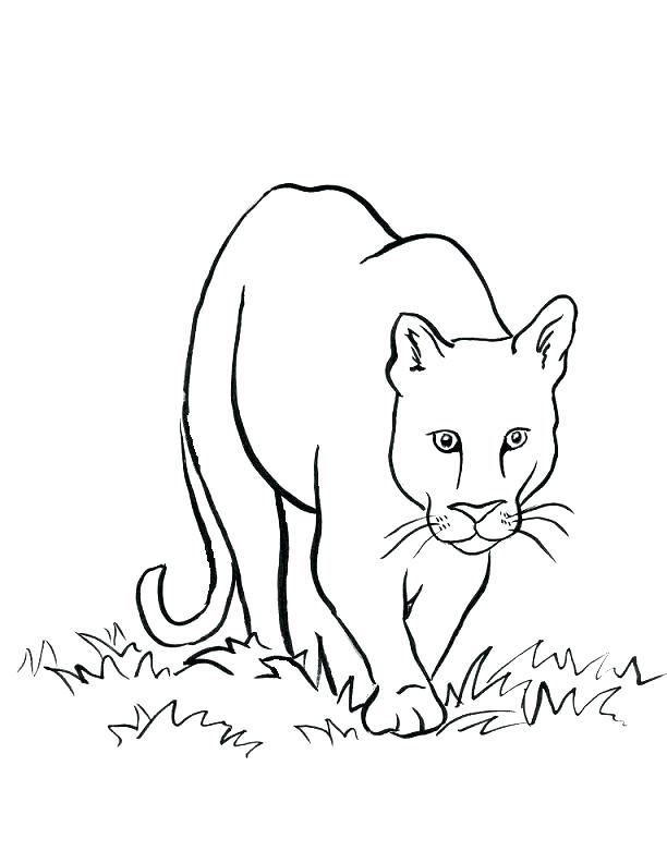 612x792 Coloring Pages Draw A Lion For Kids Cartoon Male Lion Coloring