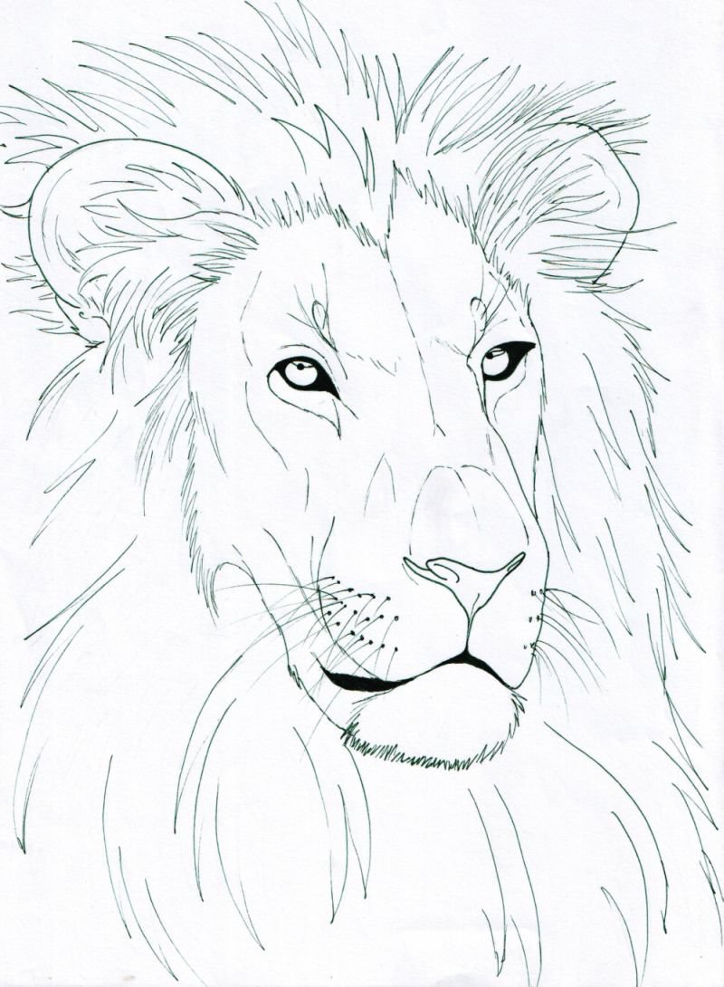 800x1090 Lion Head Drawing Easy