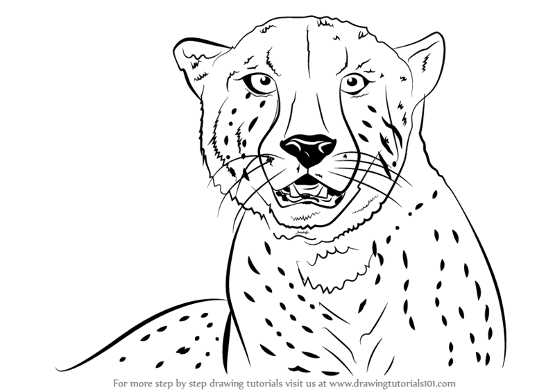 800x565 Learn How To Draw A Cheetah's Face (Big Cats) Step By Step