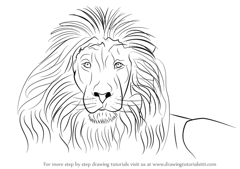 800x565 Steps To Draw A Lion Face Learn How To Draw A Lions Face Big Cats