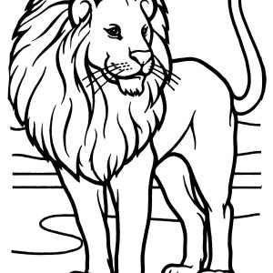 300x300 Adult Lion Drawing Outline Outline Of Lion Head Drawing. Lion