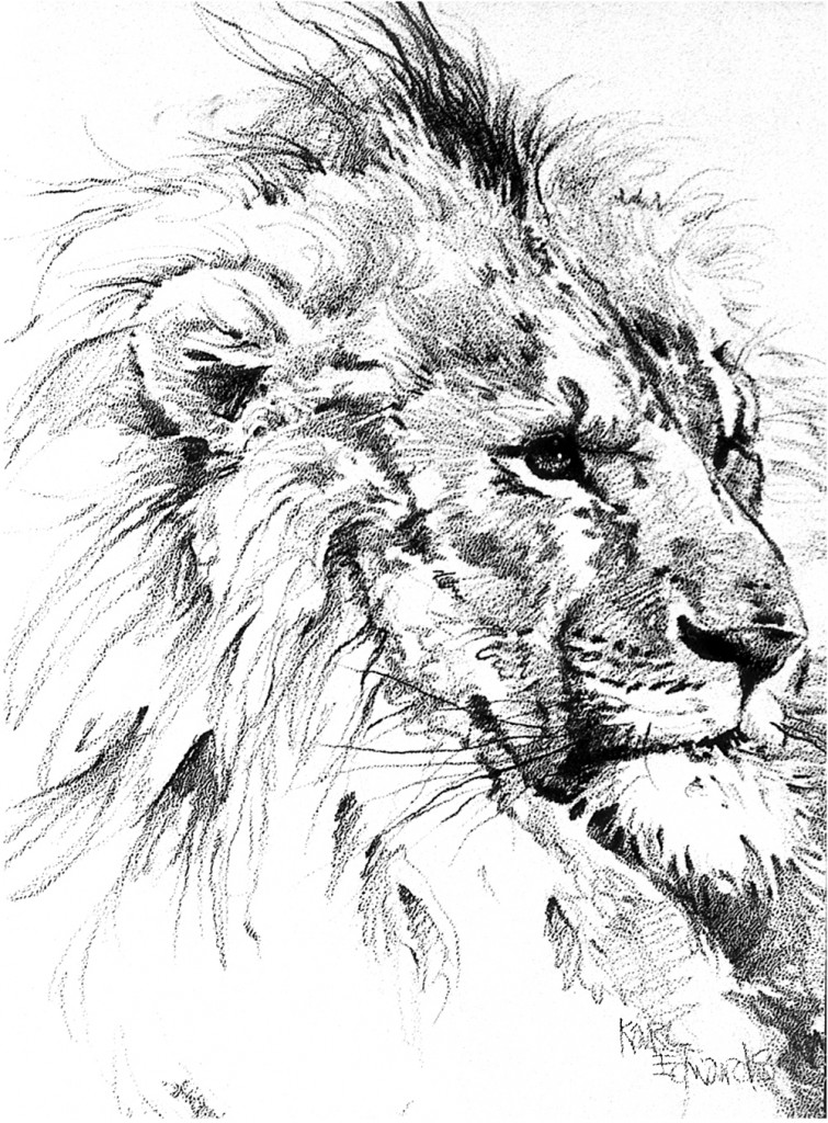 755x1024 Lion Amp Lioness Karl Edwards
