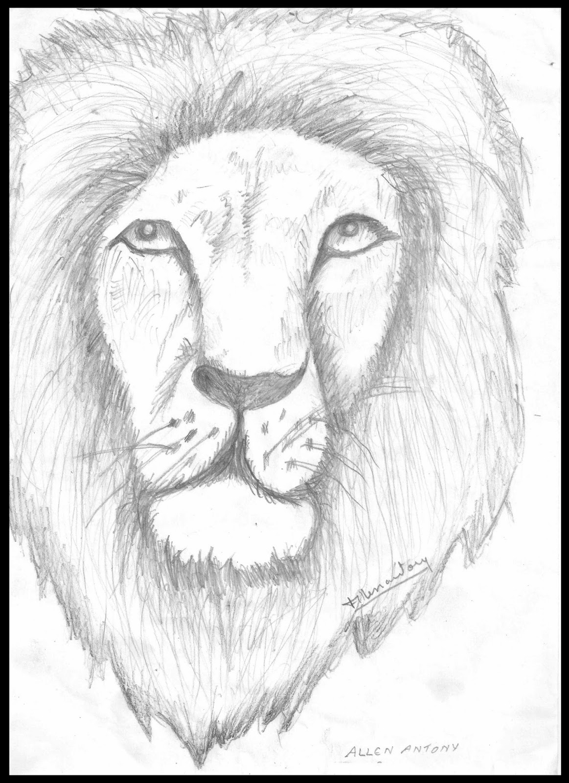  Lion Face Pencil Drawing at GetDrawings.com Free for 