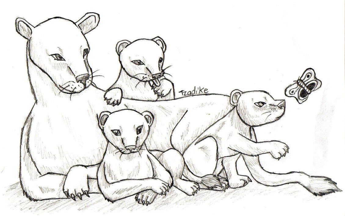 1130x707 Lion Family Sketch By Tzadike