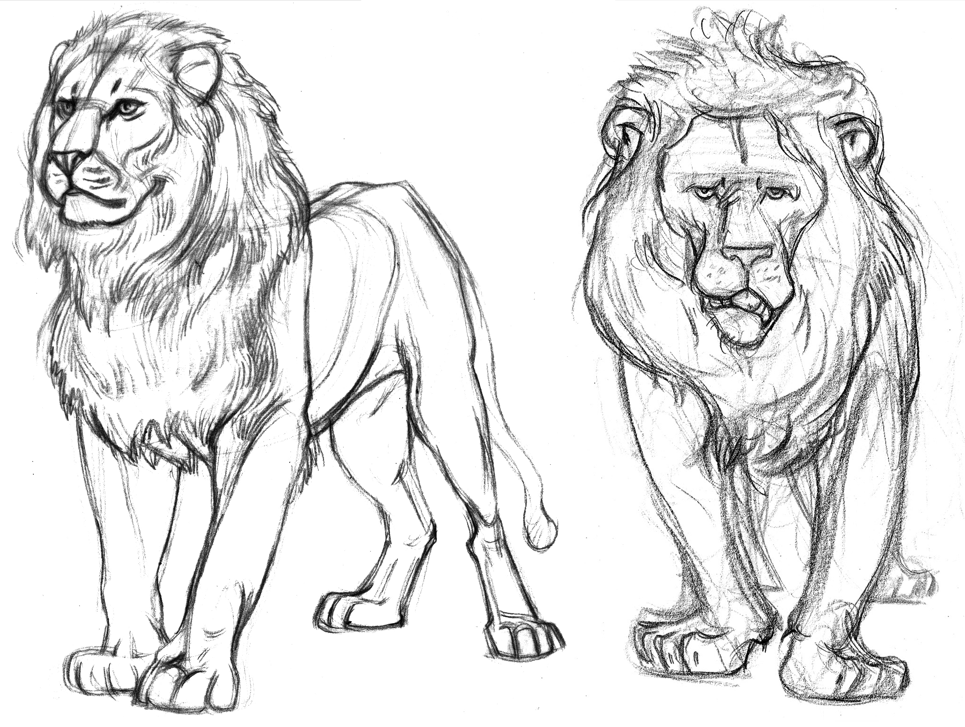 3162x2385 Garygeraths Animal Drawing