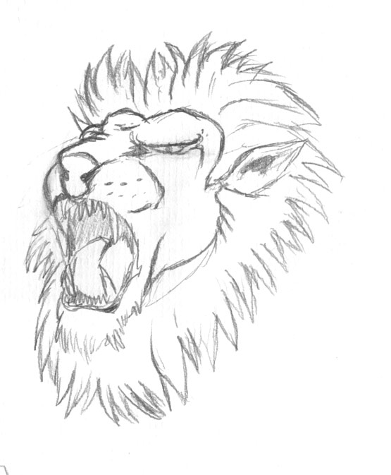 555x673 Drawn Lion Trace