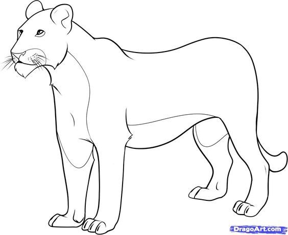 564x461 Female Lion Coloring Page