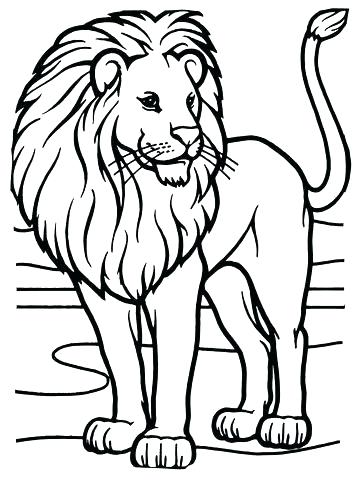 360x480 Lion Coloring Page