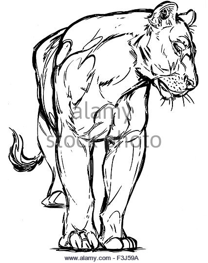 427x540 Female Hunger Lion Cat Big Stock Photos Amp Female Hunger Lion Cat