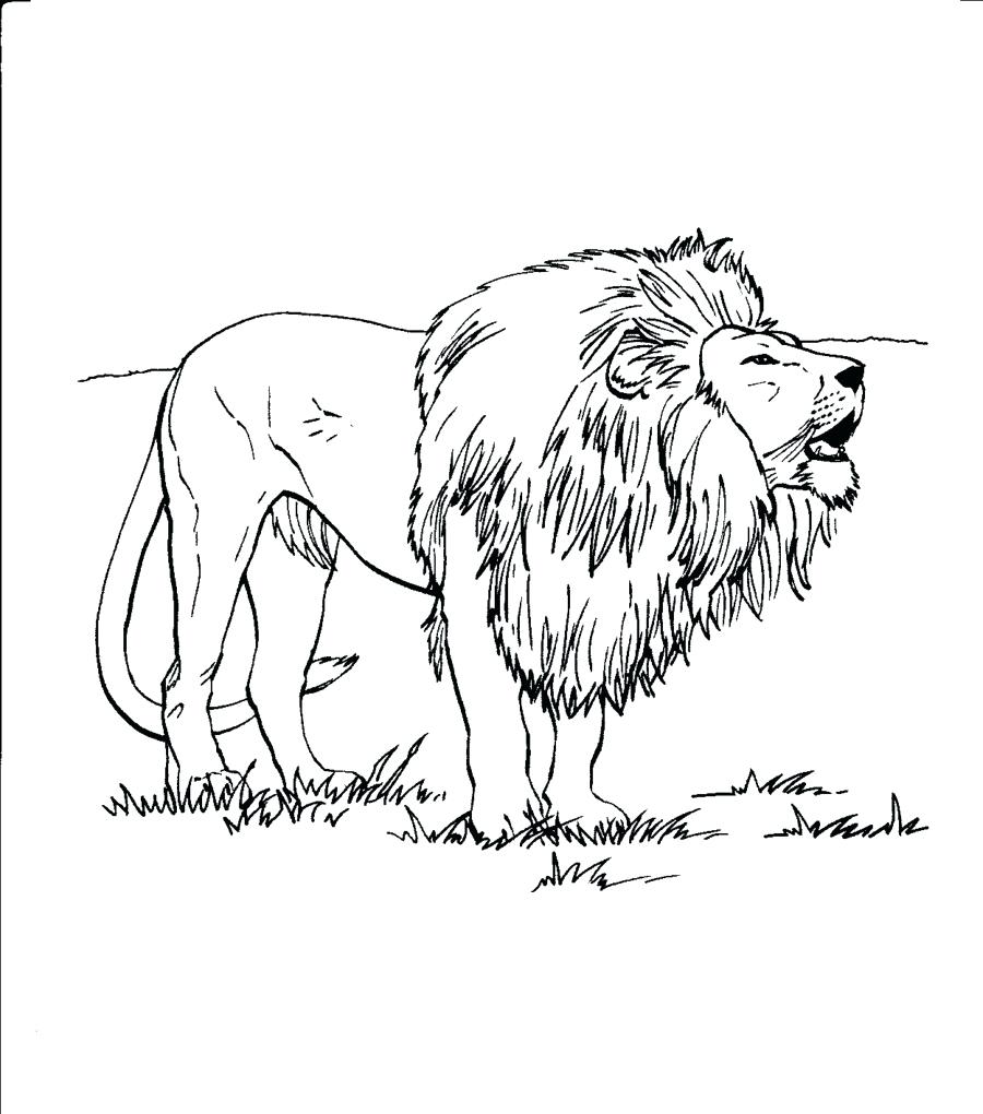 Lion Girl Drawing at GetDrawings | Free download