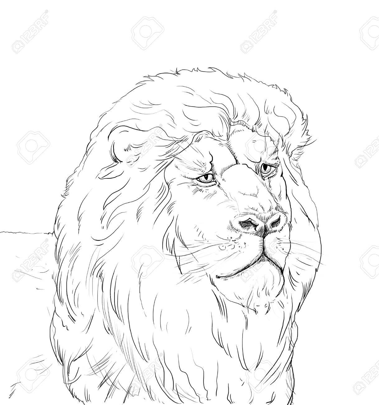 1218x1300 Portrait Of A Big African Lion On White Background, Africa. Hand