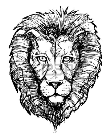 360x450 Hand Drawn Vector Illustration Or Drawing Of A Lion Head Stock
