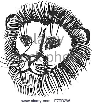 300x341 Hand Sketch Of Lion Head With Mane. Lion Drawing And Animal Sketch
