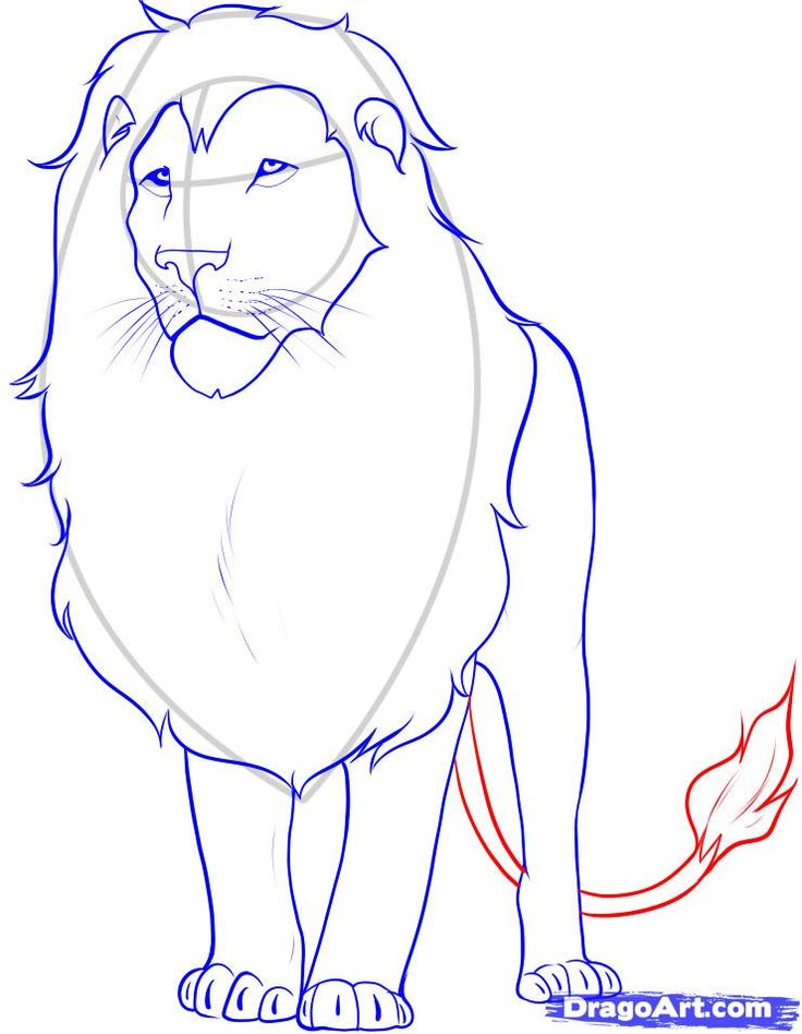 Lion Drawing Step By Step at GetDrawings | Free download