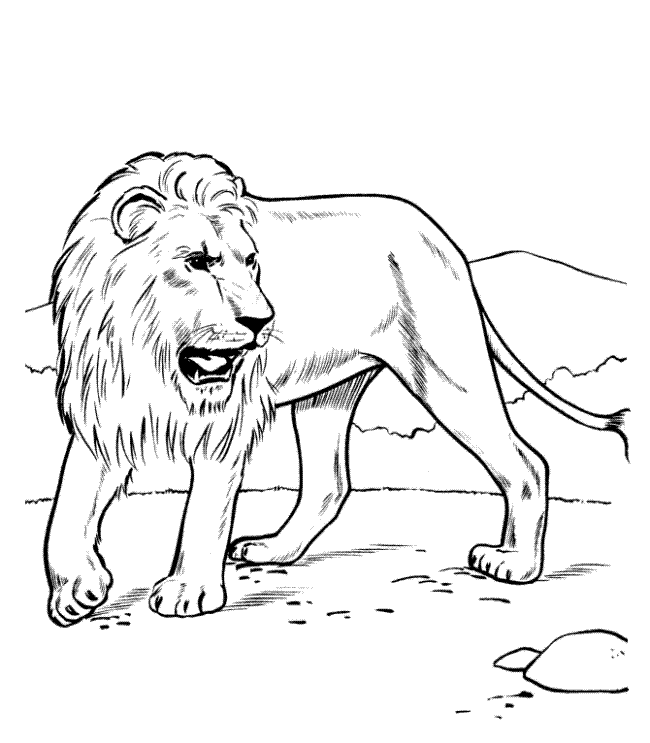 650x743 Lion Outline Many Interesting Cliparts