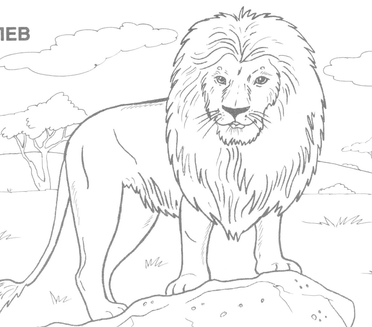 Lion Kid Drawing at GetDrawings | Free download