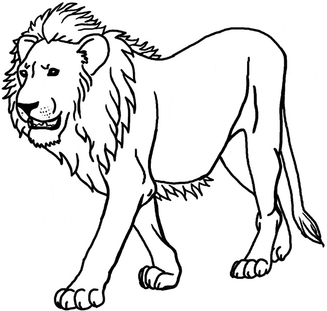 650x619 Lion Drawings For Kids Drawn Lion Simple Pencil And In Color Drawn