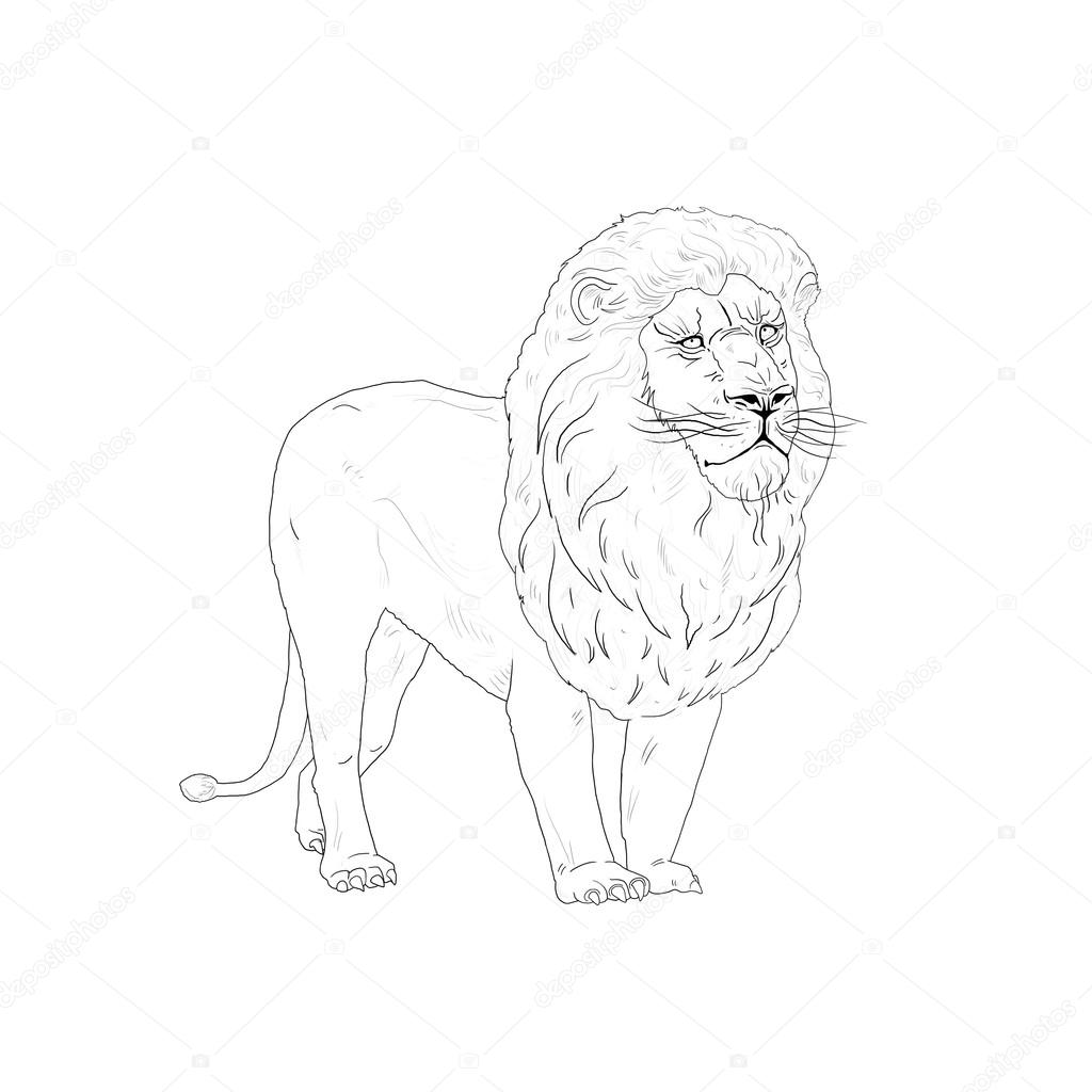 1024x1024 Lion King Sketch Stock Photo