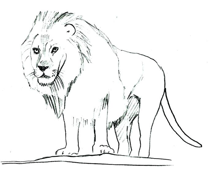 692x560 Lion Drawing Outline