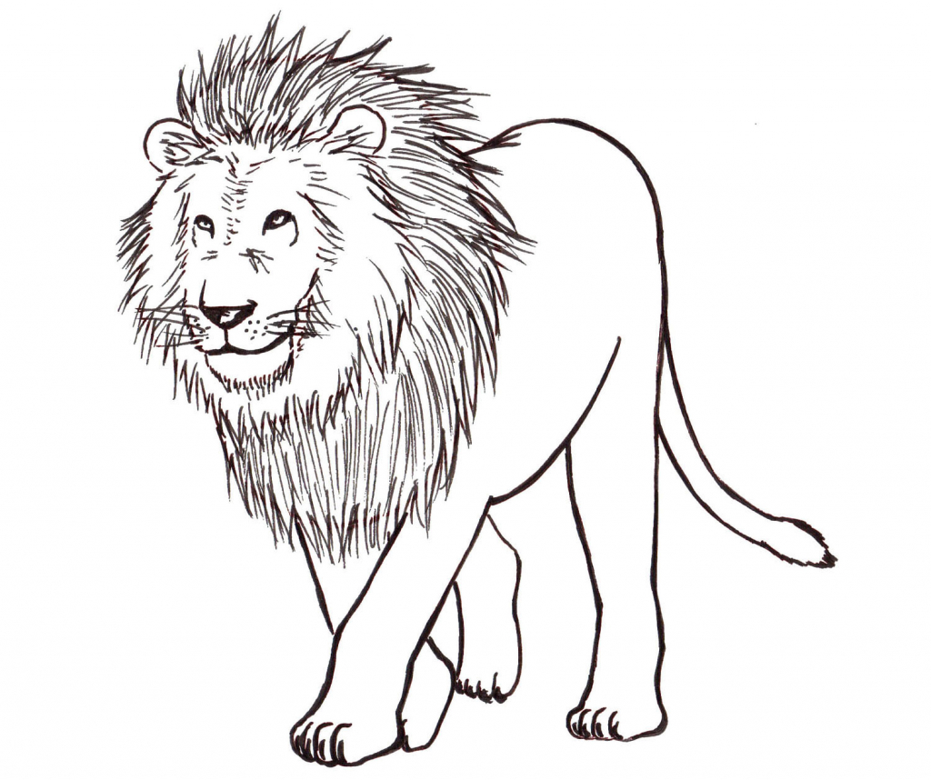 1024x858 Line Drawing Of A Lion How To Draw A Lion Step Step Liron