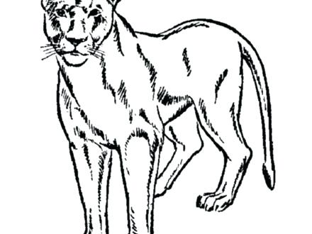 440x330 Coloring Page Of A Lion