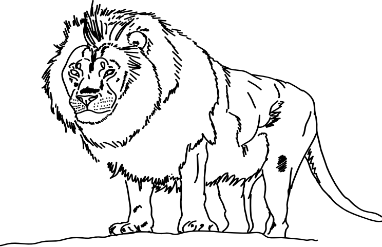 744x481 Lion Lineart By Karlijnlovesart