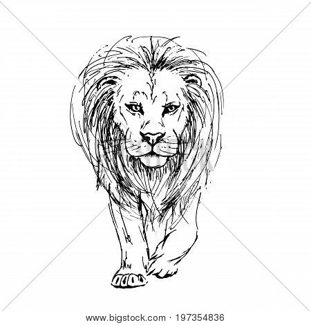 450x470 Front View Lion Images, Illustrations, Vectors