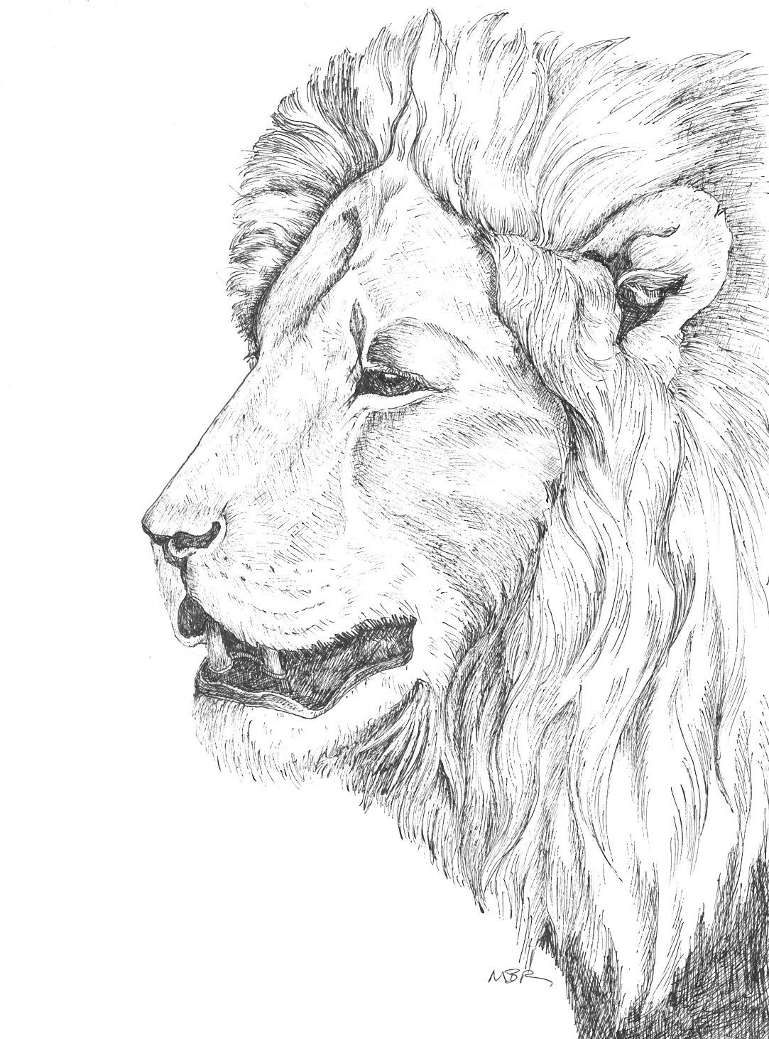 Lion Lying Down Drawing at GetDrawings | Free download