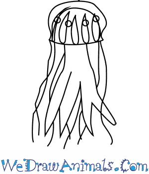 300x350 How To Draw A Lion's Mane Jellyfish