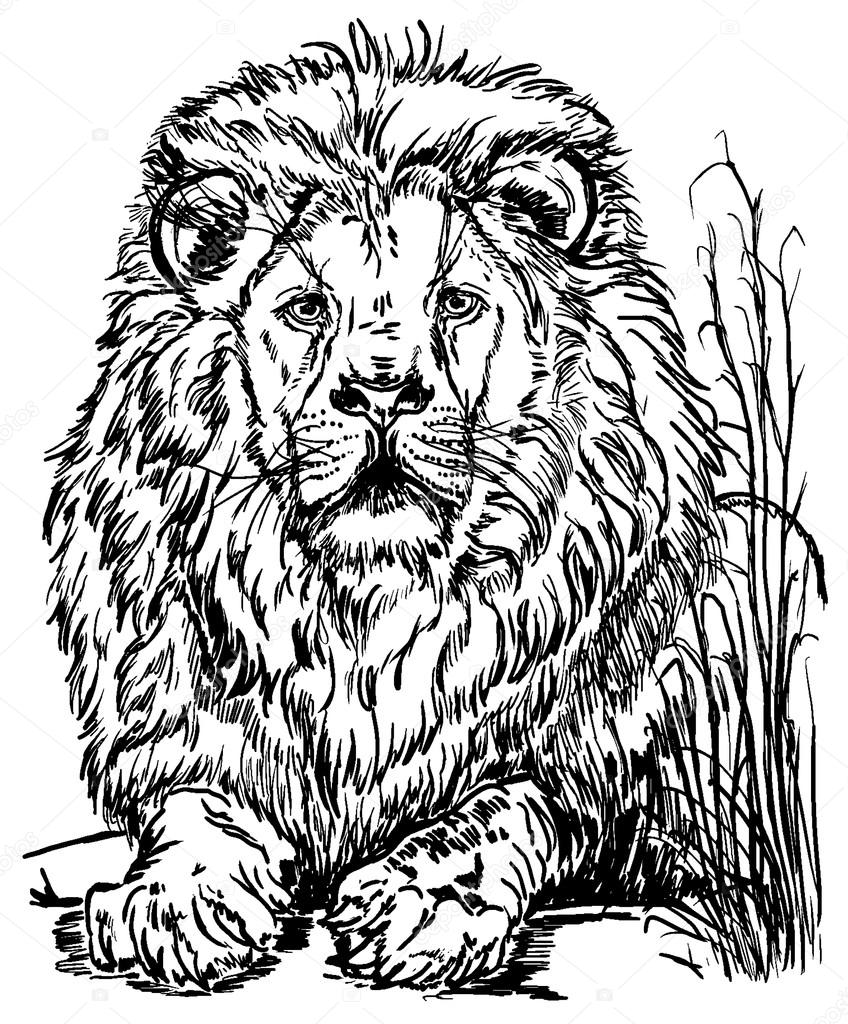 848x1024 King Of Beasts Stock Vector Galkajackdaw