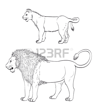 400x450 Lion Drawing. Mature Male Lion And Lionet On White. Vector