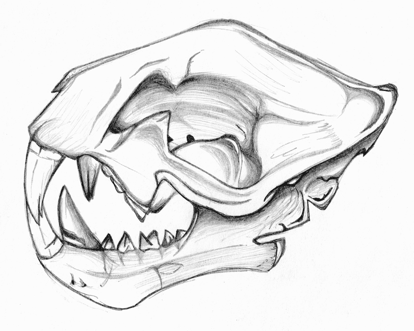 820x656 Lion Skull By Vires