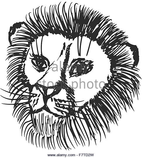 486x540 Lion Mouth Open Black And White Stock Photos Amp Images