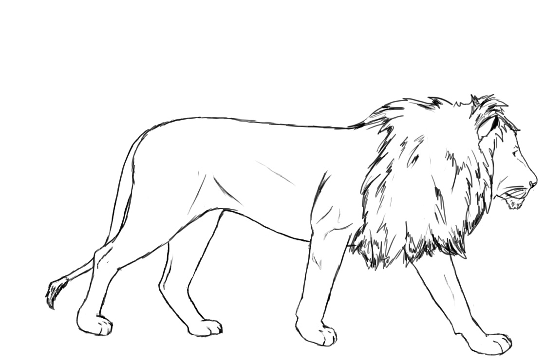 Нисходящий лев. Лев рисунок. Нарисовать Льва. Лев сбоку рисунок. Лев для срисовки.