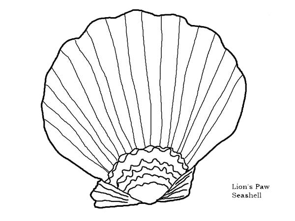 600x450 Beautiful Lions Paw Seashell Coloring Page