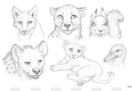 260x180 Free Download Drawing Lion Pencil Sketch