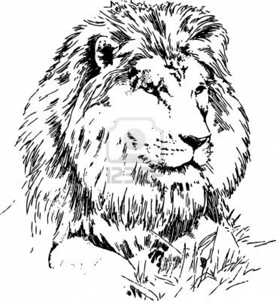 900x980 Image Result For Line Drawing Of A Lion Ink Hand