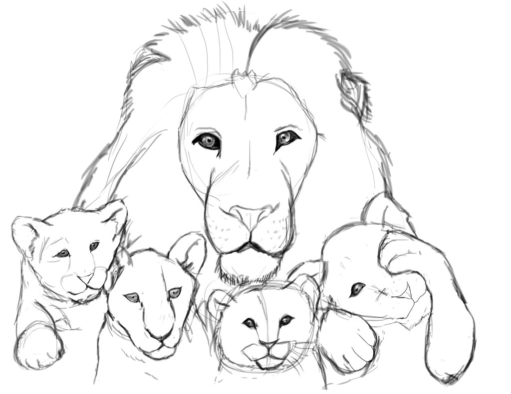 1024x791 Lion Sketch By Drawcolorful