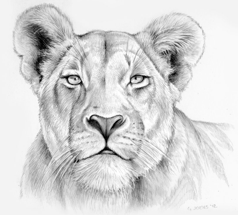 811x733 Lioness In Pencil By Gregchapin