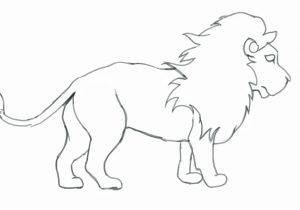 300x210 Pencil Art Sketch Drawings Beginners Of Lions How To Draw A Lion